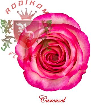 Carrousel roses from Ecuador