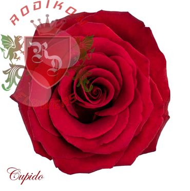 Cupido roses from Ecuador