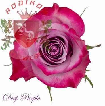 Deep Purple roses from Ecuador