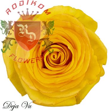 Deja Vu roses from Ecuador