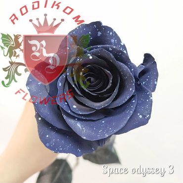 Tinted Space Odyssey 3 roses from Ecuador