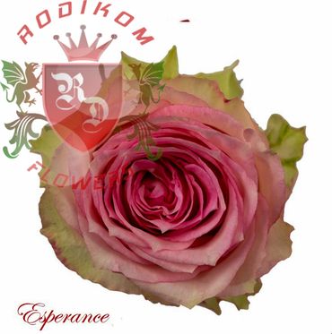 Esperance roses from Ecuador