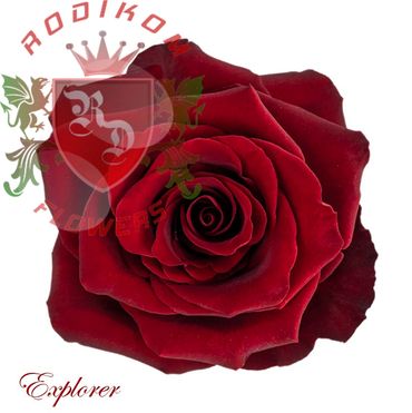 Explorer roses from Ecuador