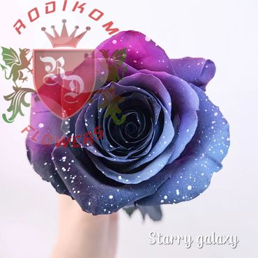 Tinted Starry Galaxy roses from Ecuador