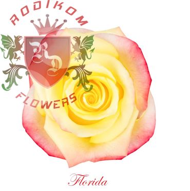 Florida roses from Ecuador