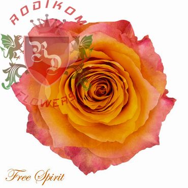 Free Spirit roses from Ecuador