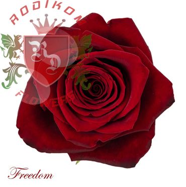 Freedom roses from Ecuador