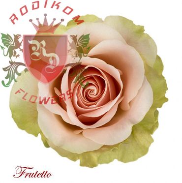Frutetto roses from Ecuador