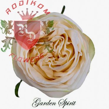 Garden Spirit roses from Ecuador