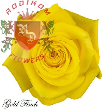 Gold Finch roses from Ecuador