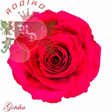 Gotcha roses from Ecuador