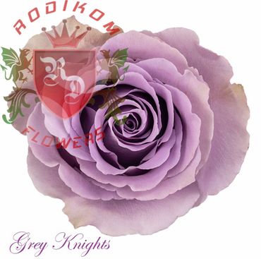 Grey Knights roses from Ecuador