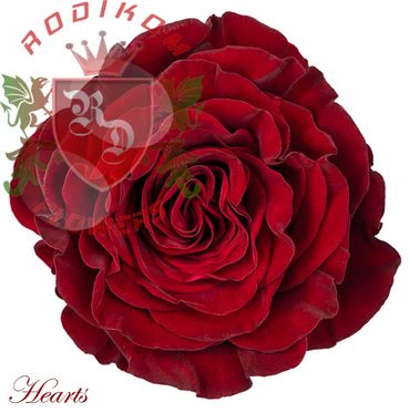Hearts roses from Ecuador