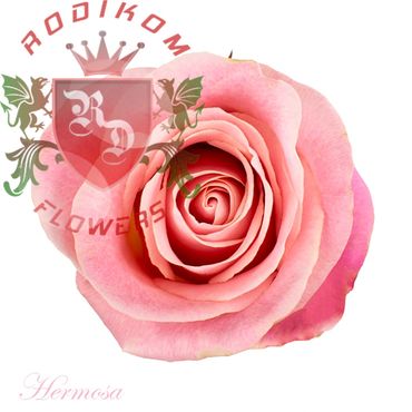 Hermosa roses from Ecuador