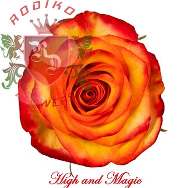 High and Magic roses from Ecuador