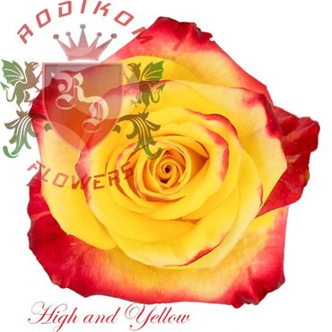 High and Yellow roses from Ecuador
