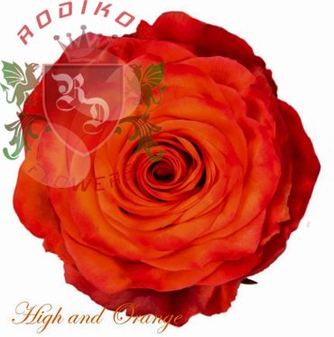 High and Orange roses from Ecuador
