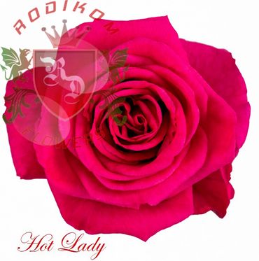 Hot Lady roses from Ecuador