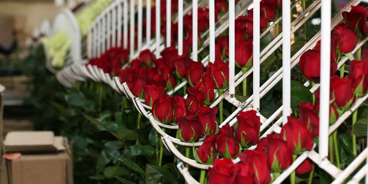 Buy roses online Ecuador