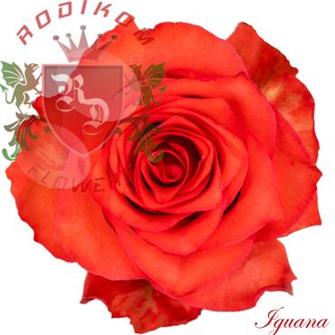 Iguana roses from Ecuador