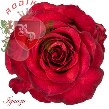 Iguazu roses from Ecuador