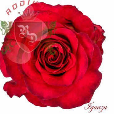 Iguazu roses from Ecuador