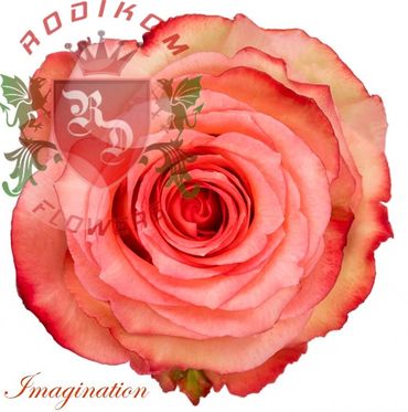 Imagination roses from Ecuador