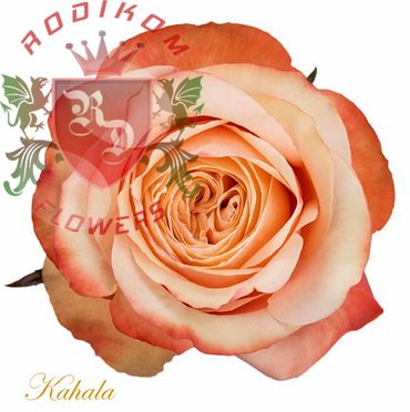 Kahala roses from Ecuador