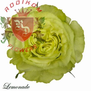 Lemonade roses from Ecuador