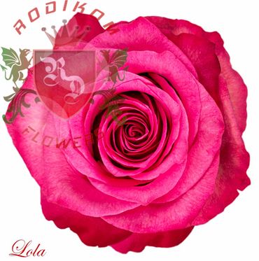 Lola roses from Ecuador