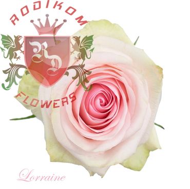 Lorraine roses from Ecuador