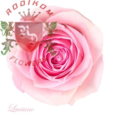 Luciano roses from Ecuador