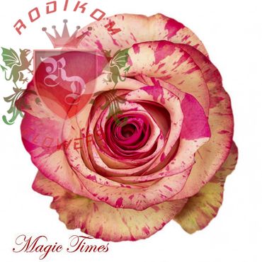 Magic Times roses from Ecuador