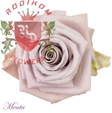Menta roses from Ecuador