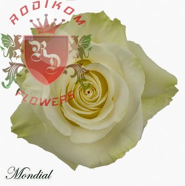 Mondial roses from Ecuador