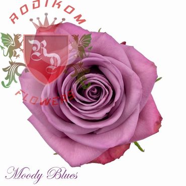Moody Blues roses from Ecuador