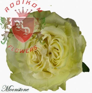 Moonstone roses from Ecuador