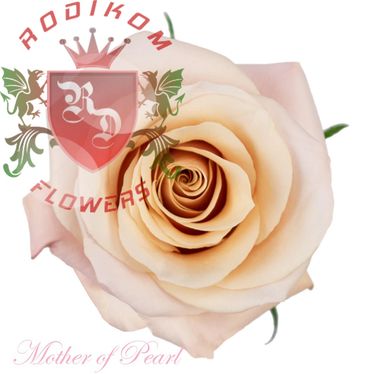 Mother of Pearl roses from Ecuador