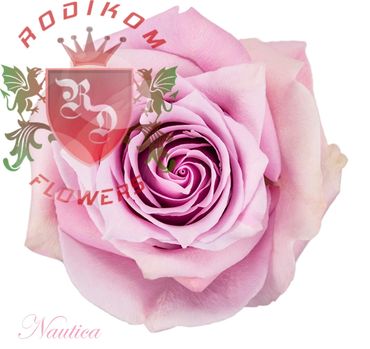 Nautica roses from Ecuador