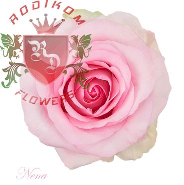 Nena roses from Ecuador