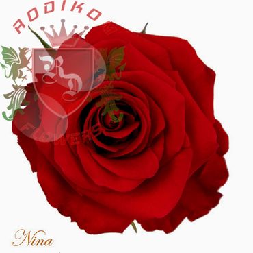 Nina roses from Ecuador