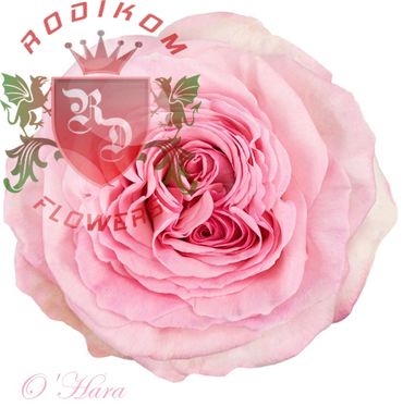 O'Hara roses from Ecuador