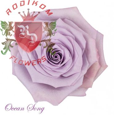 Ocean Song roses from Ecuador