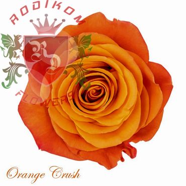 Orange Crush roses from Ecuador