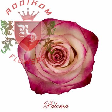 Paloma roses from Ecuador