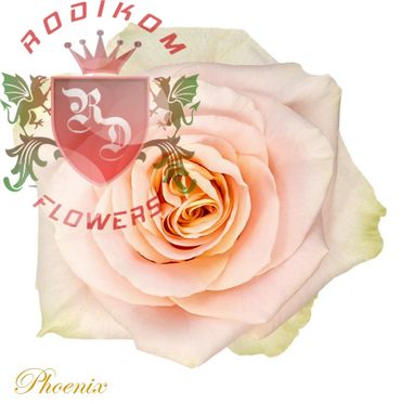 Phoenix roses from Ecuador