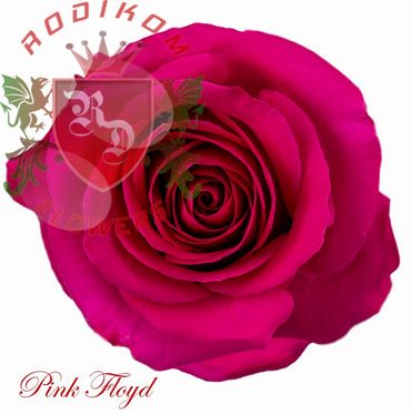 Pink Floyd roses from Ecuador