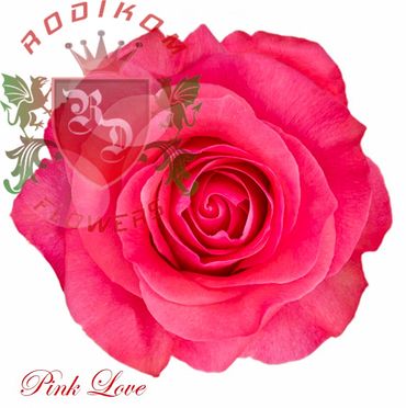 Pink Love roses from Ecuador