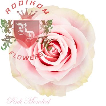 Pink Mondial roses from Ecuador