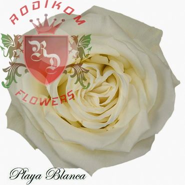 Playa Blanca roses from Ecuador